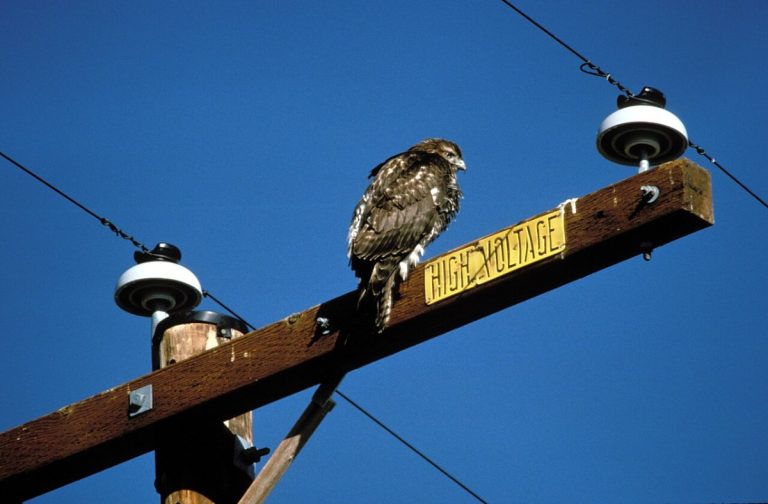 Rough-legged Hawk on Power Lines - DPLA - e1eff98cabc7ac615c550e3e4f5dd340
